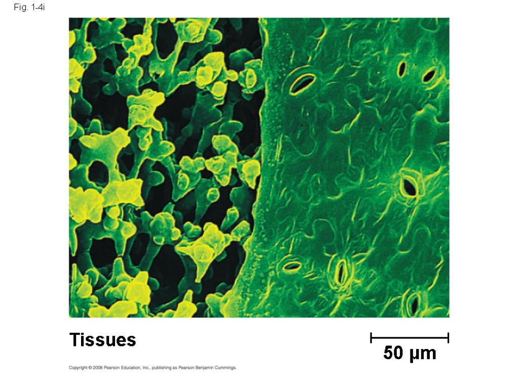 Fig. 1-4i Tissues 50 µm